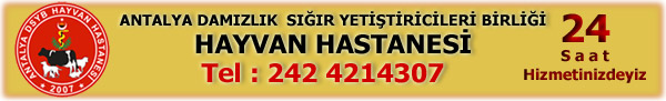 Hayvan Hastanesi